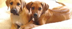 rhodesian-ridgeback