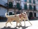 Cartel perro 2012