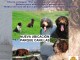 CARTEL PERROS AGUA MORON
